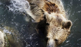 熊野外吃瓜,一场意外的森林奇遇