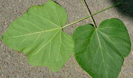 矮瓜叶可以吃吗,可食用植物的秘密探索